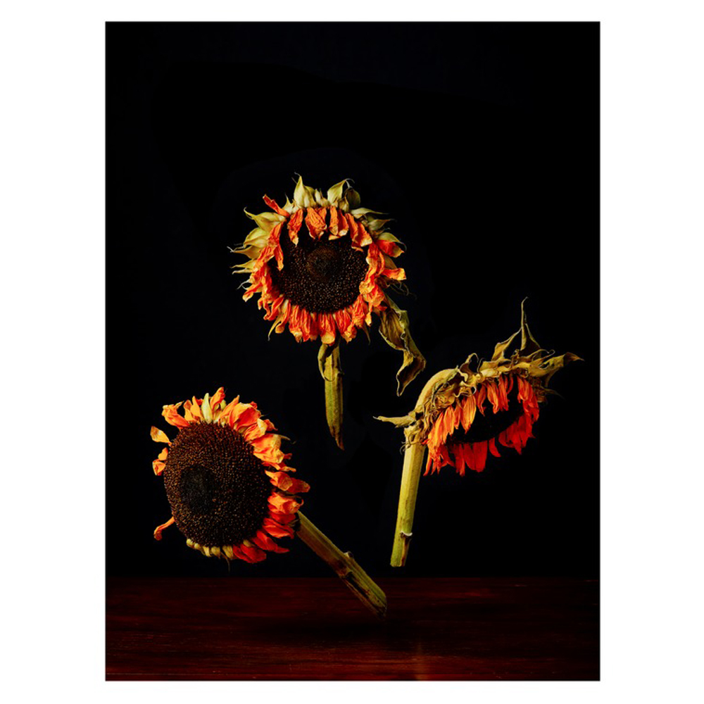 Sunflowers by Dustin Halleck