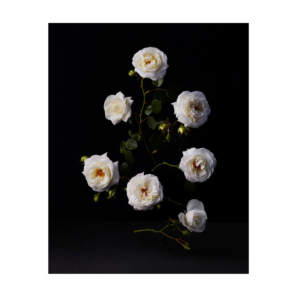 White Roses by Dustin Halleck