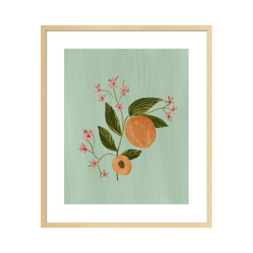 Peach Botanical Illustration  BY NANCY NORETH