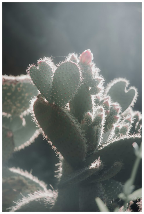 Cactus heart  BY INGRID BEDDOES
