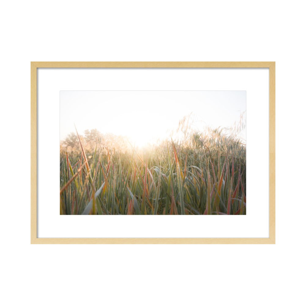 Wild Grasses  BY AMY KIMBALL