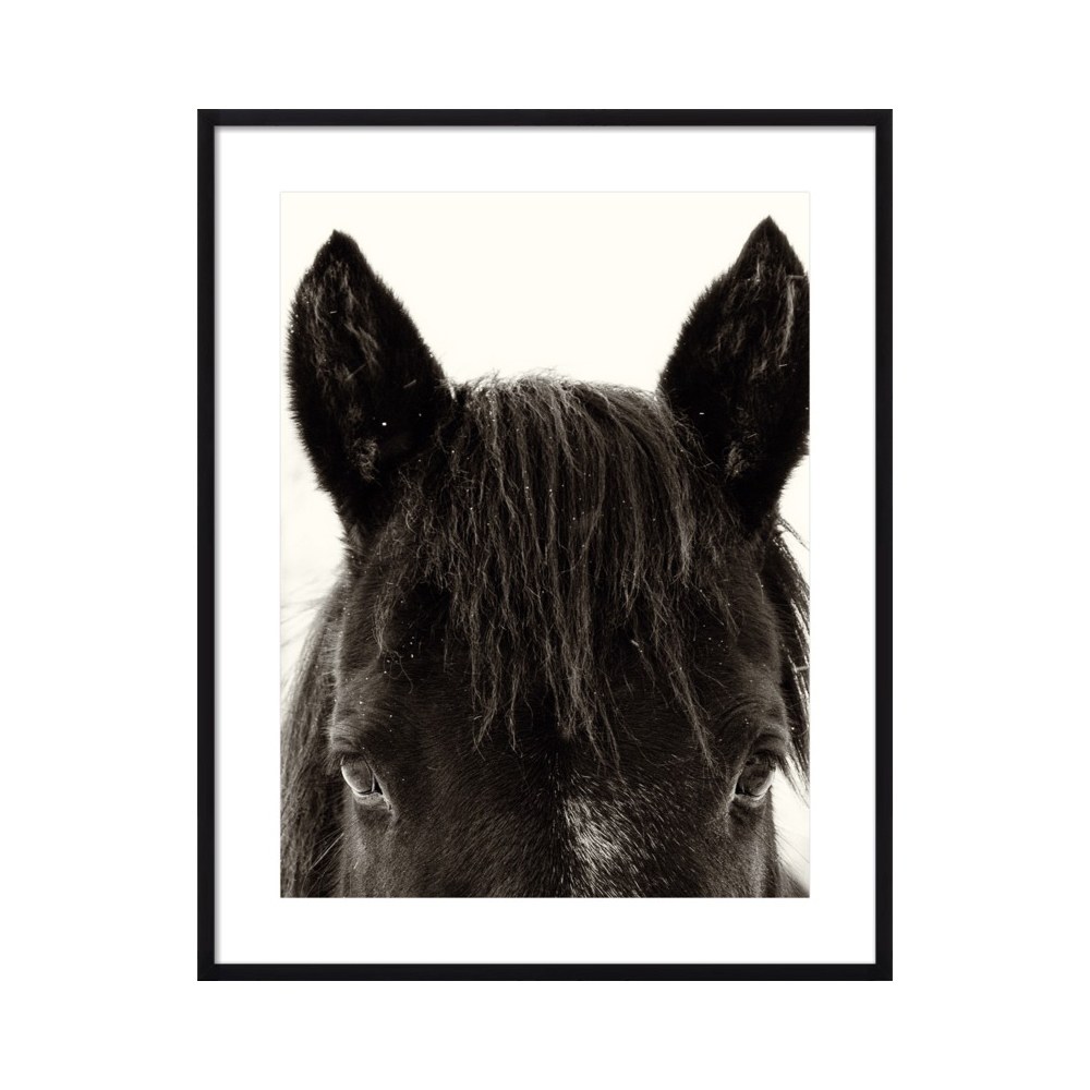 Horse Ears  BY NICK JAICOMO