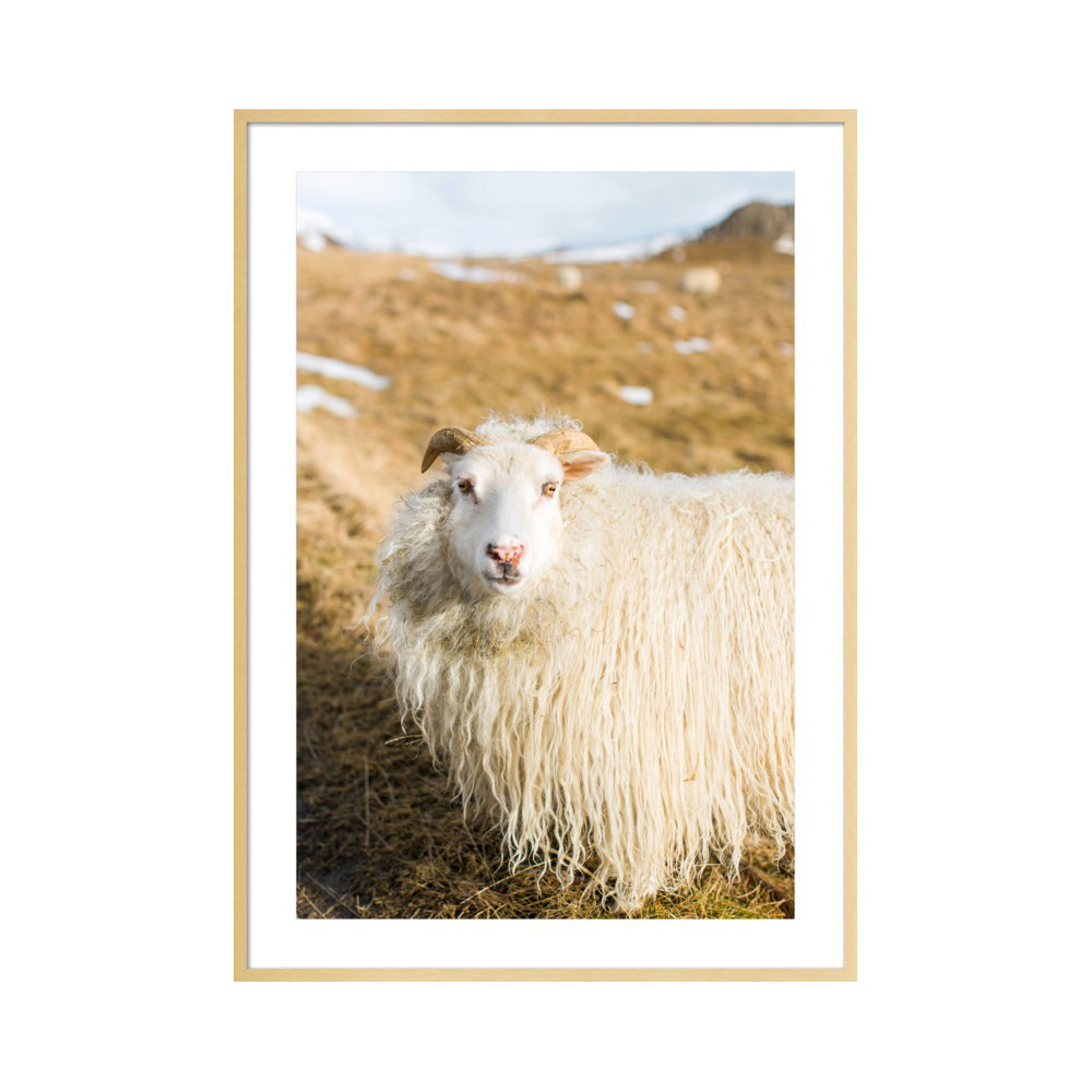 Icelandic Sheep  BY ROBERT AND TIFFANY PETERSON