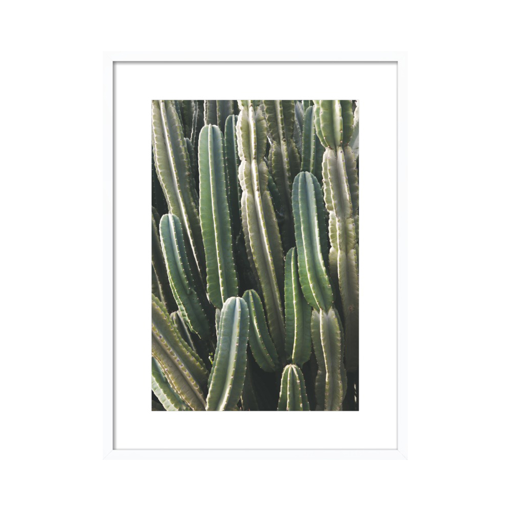 Southwest Cactus  BY CATHERINE MCDONALD