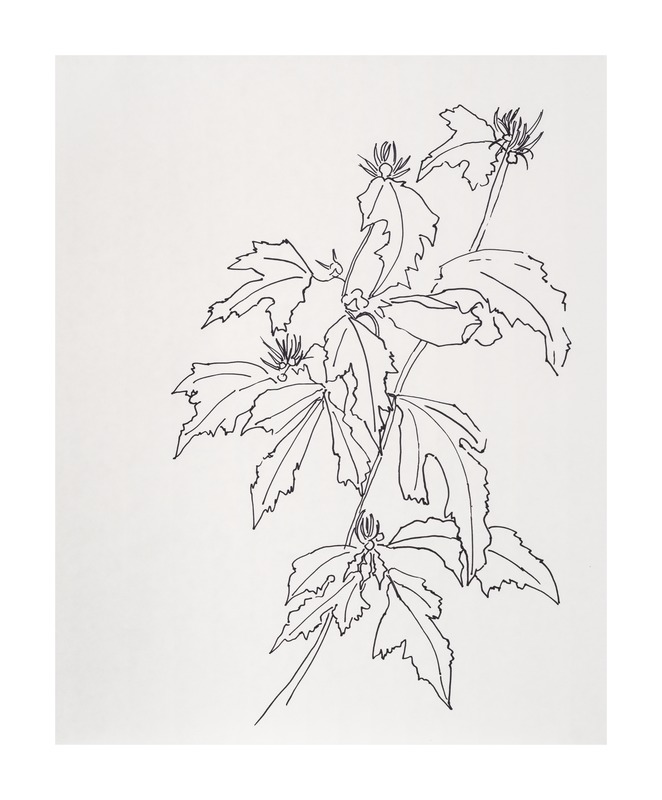 Leaves Rose of Sharon  BY CASEY CHALEM ANDERSON