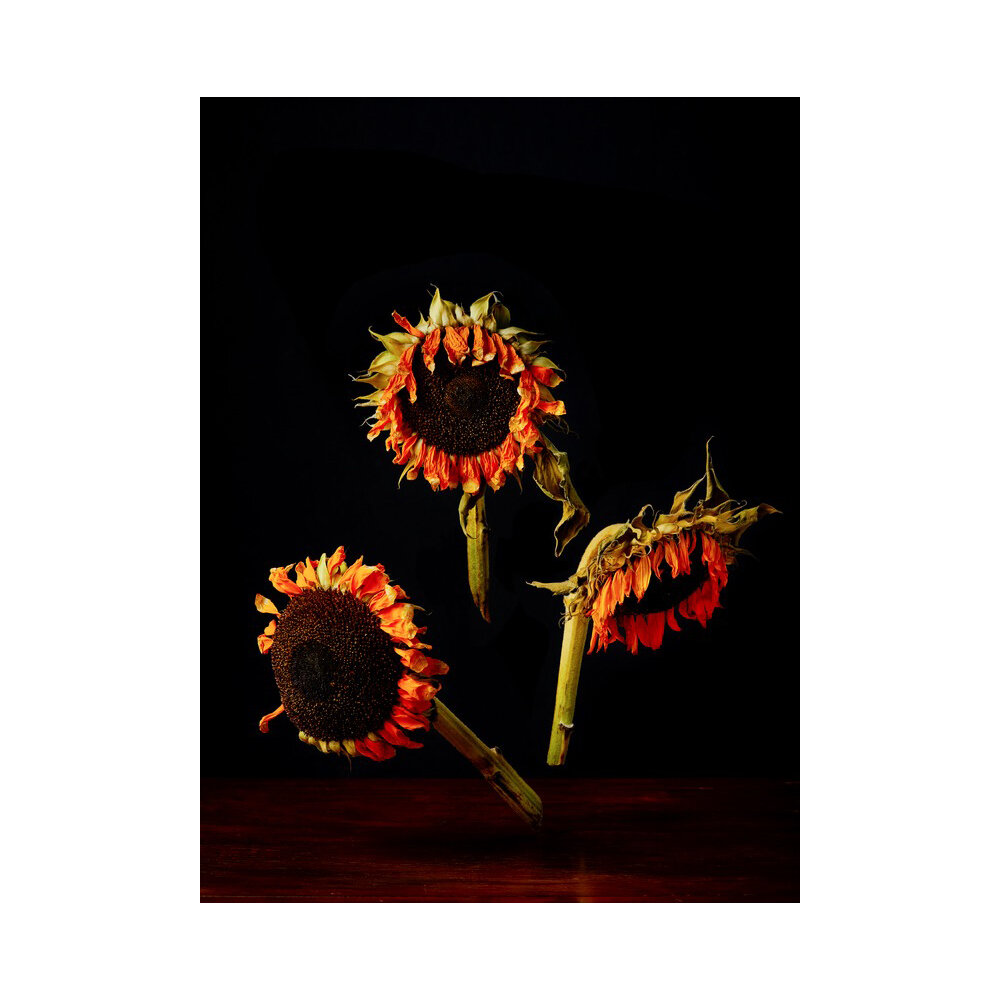 Sunflowers  BY DUSTIN HALLECK