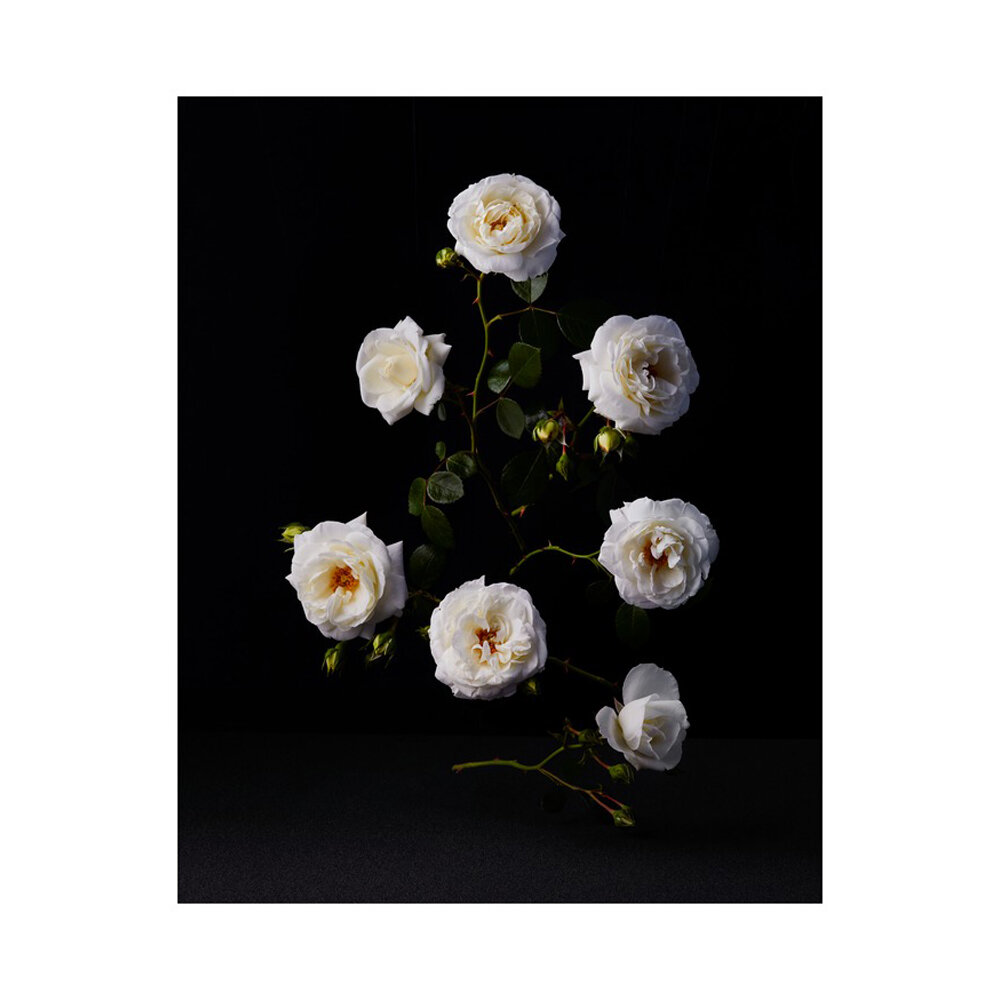White Roses  BY DUSTIN HALLECK