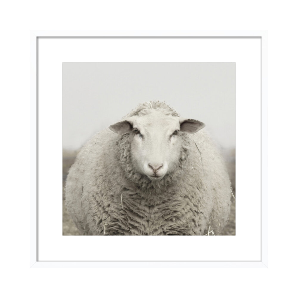 A Very Round Ewe  BY LUCY SNOWE