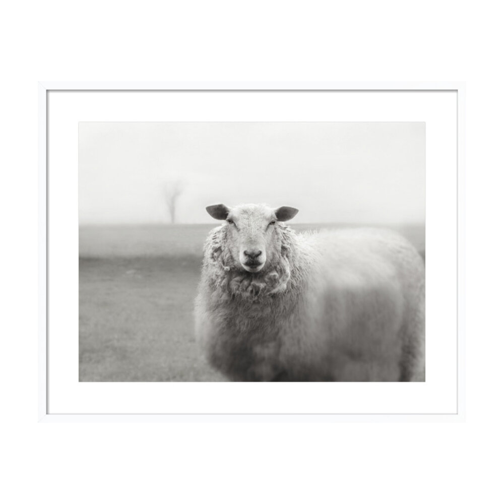 Ewe in the Pasture  BY LUCY SNOWE