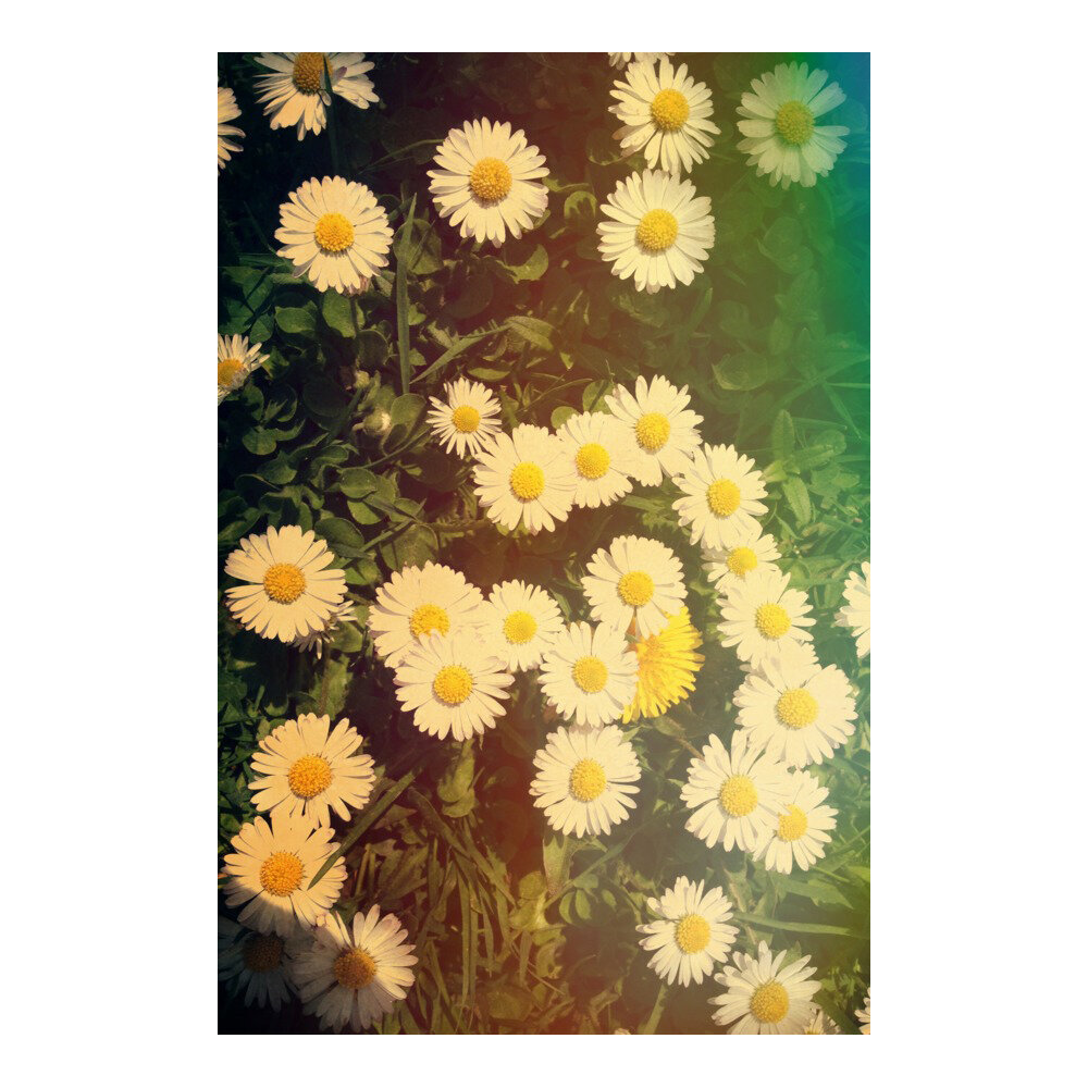 Daisies in a Summer Lawn  BY OLIVIA STCLAIRE
