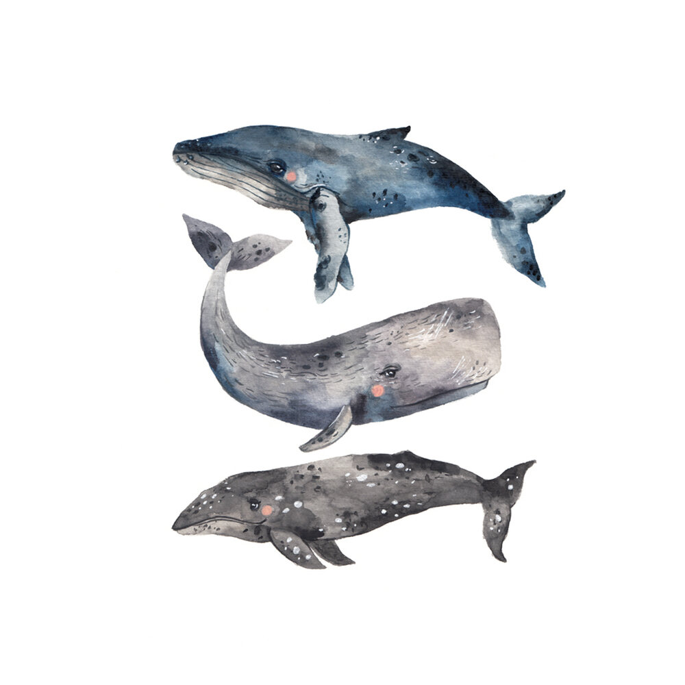 Whales  BY PLOYPISUT