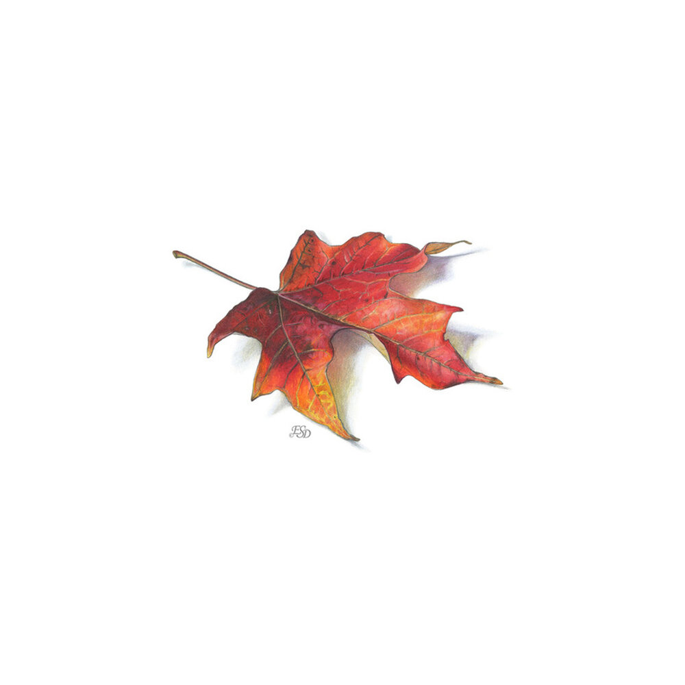 Fall Maple Leaf  BY EMILY S. DAMSTRA