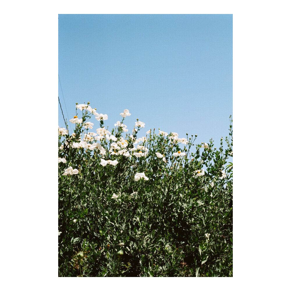 Matilija Poppies  BY JULIE POINTER ADAMS