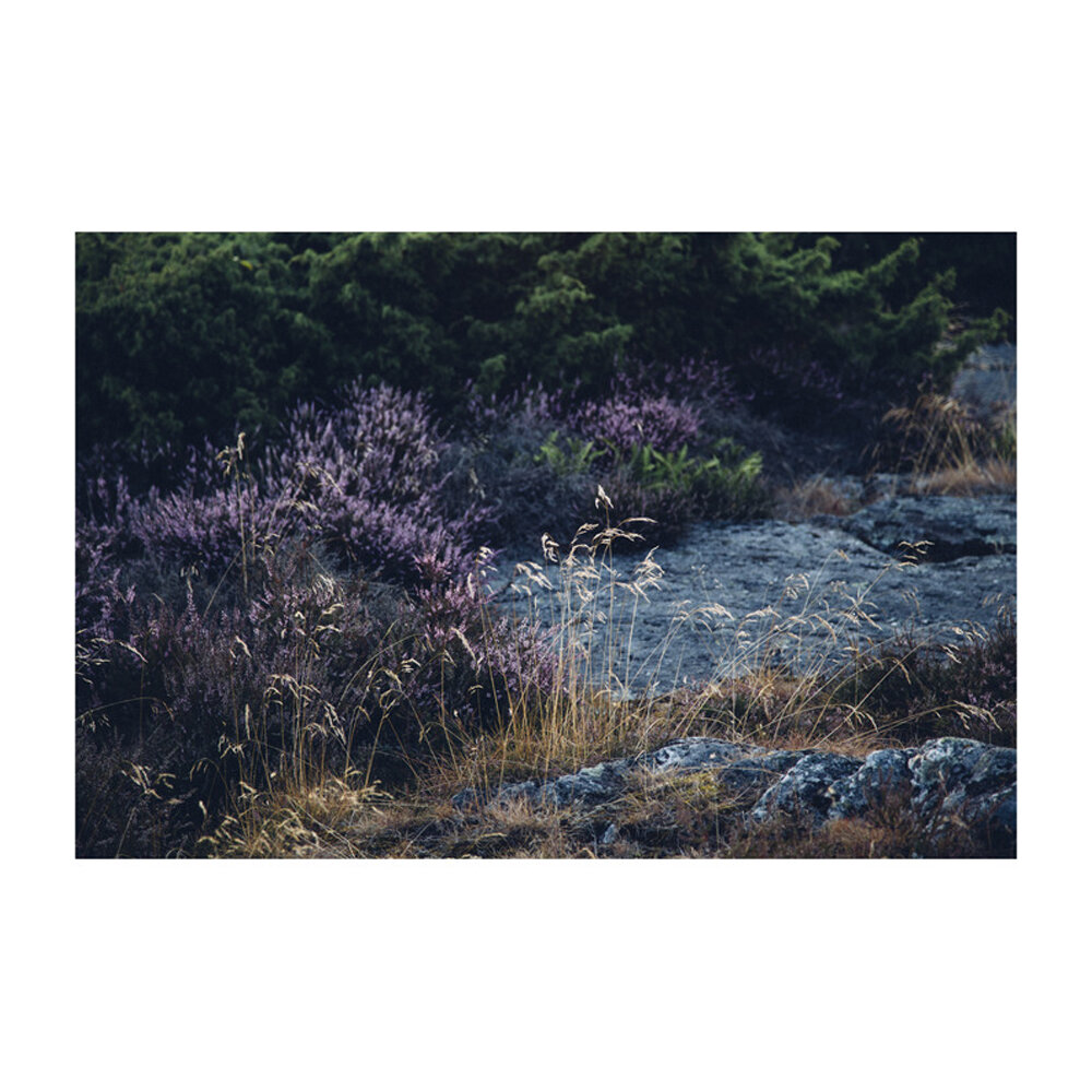 Landscape With Purple  BY JANNEKE LUURSEMA