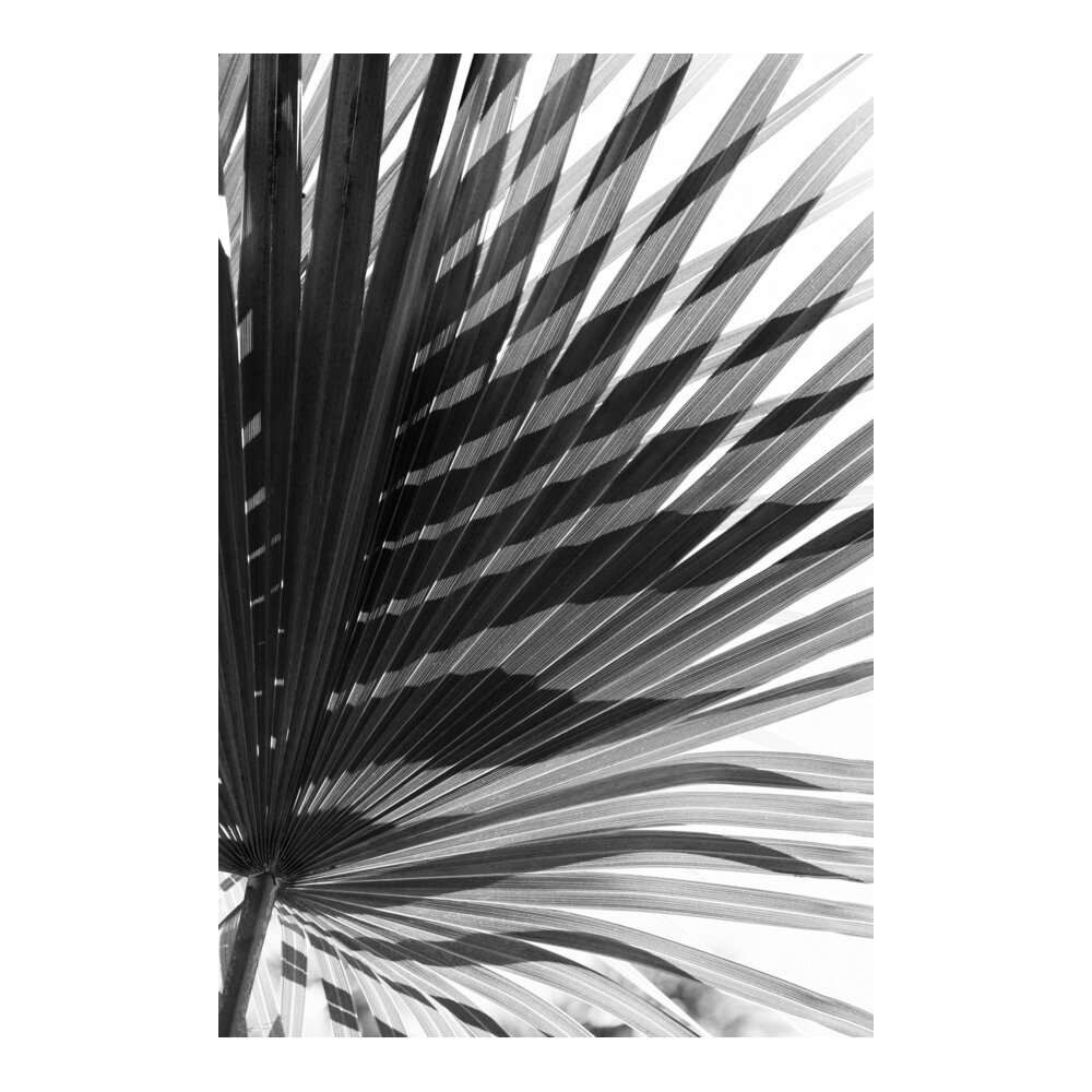 Palm Shadow  BY ALICIA BOCK