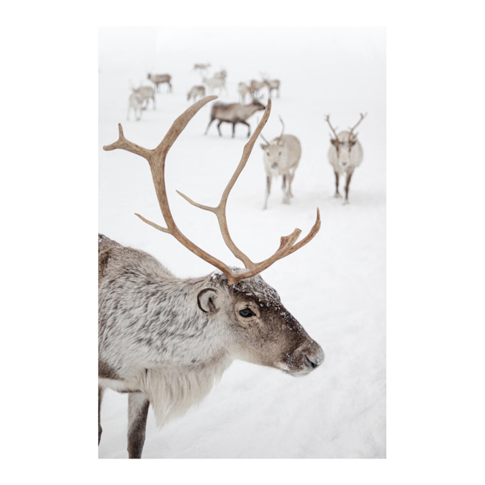 Reindeer With Antlers In The Snow Art Print | Tromsø Norway Photo | Travel Photography  BY HENRIKE SCHENK