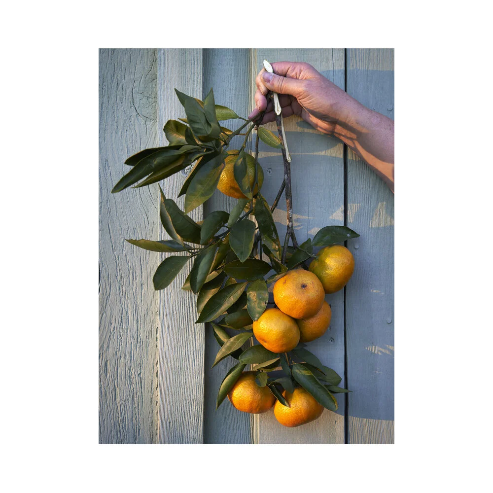 Sweet Satsumas  BY ALISON GOOTEE
