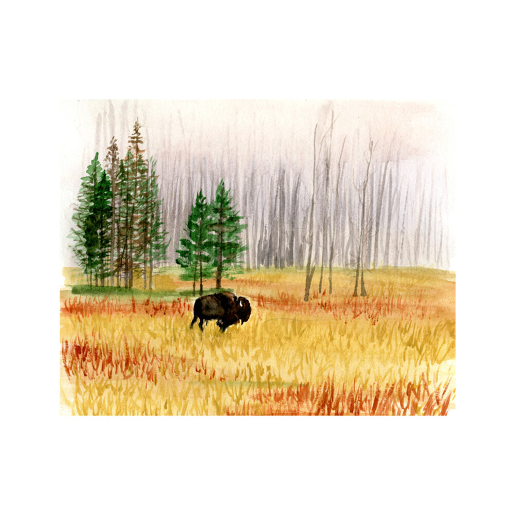 Yellowstone Bison  BY COURTNEY STANLEY