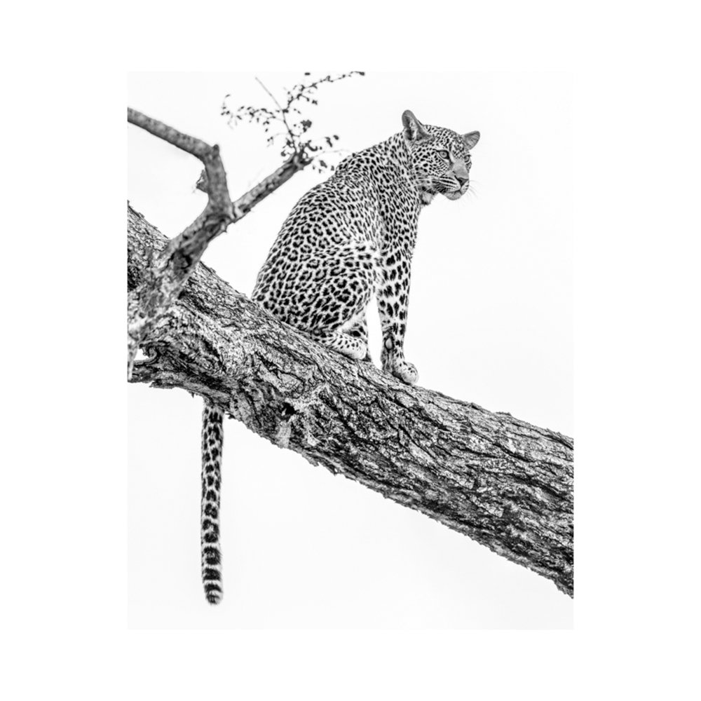 Leopard in tree  BY KYLE LEWIN