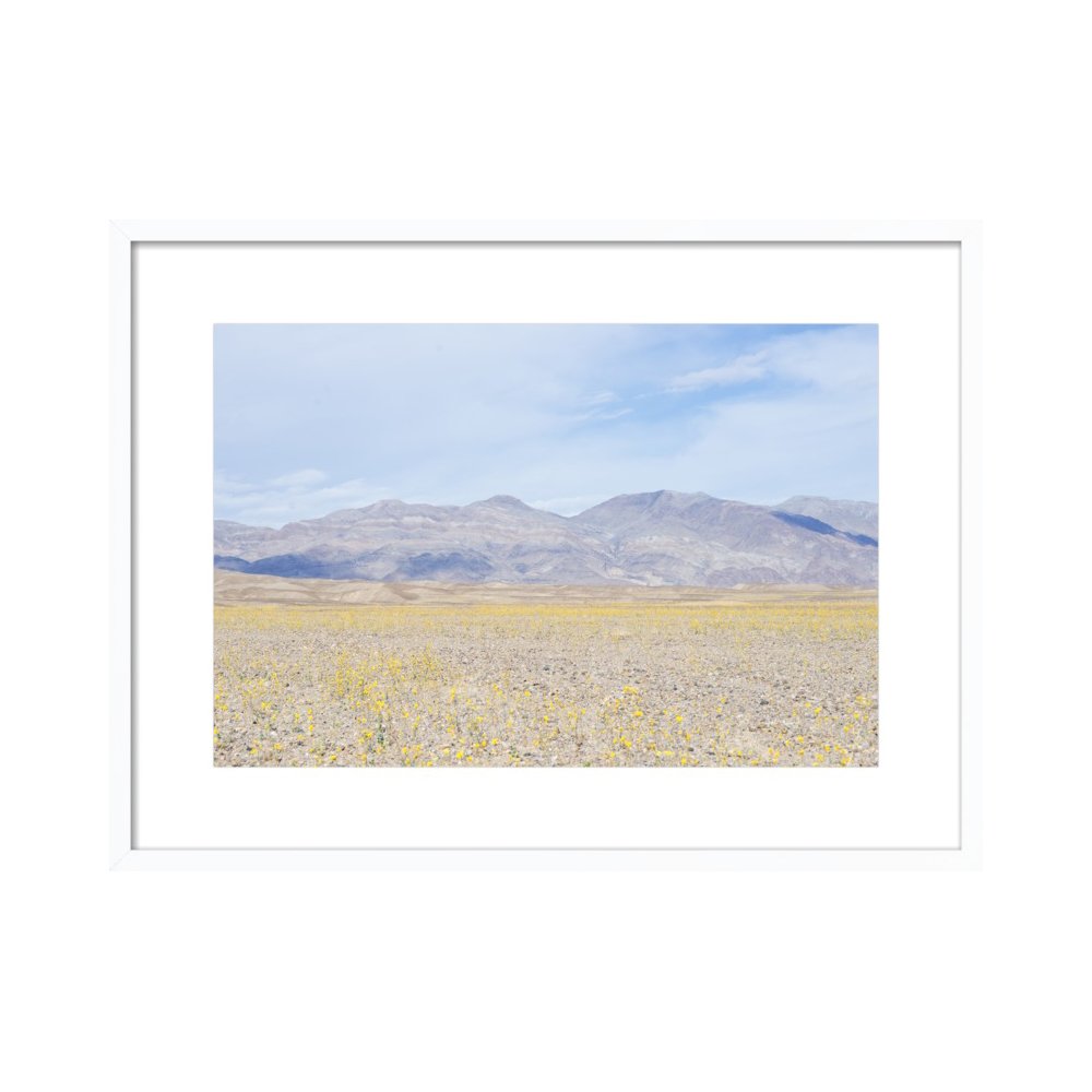 Death Valley Super Bloom  BY CARLEY RUDD