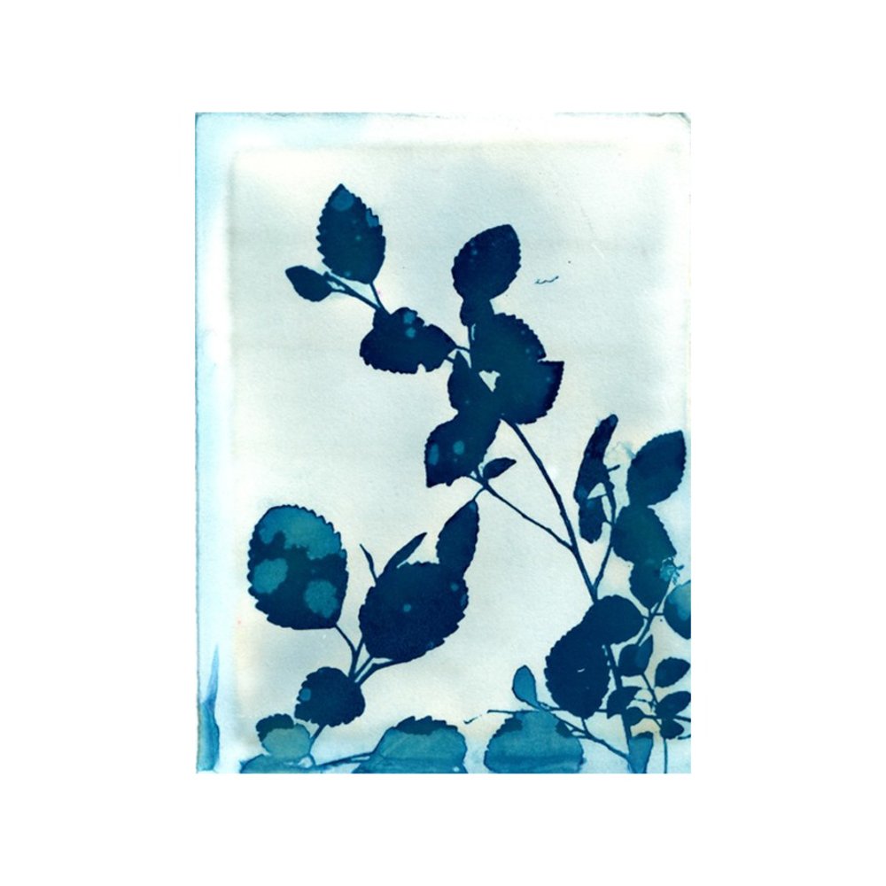 Leaves Of Blue  BY KRISTA MCCURDY