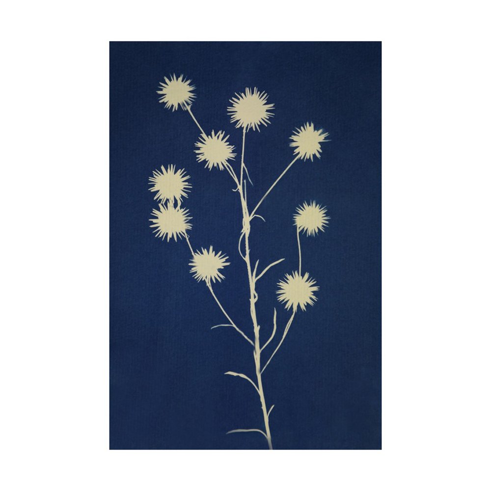 cyanotype flowers  BY YANIV ALON