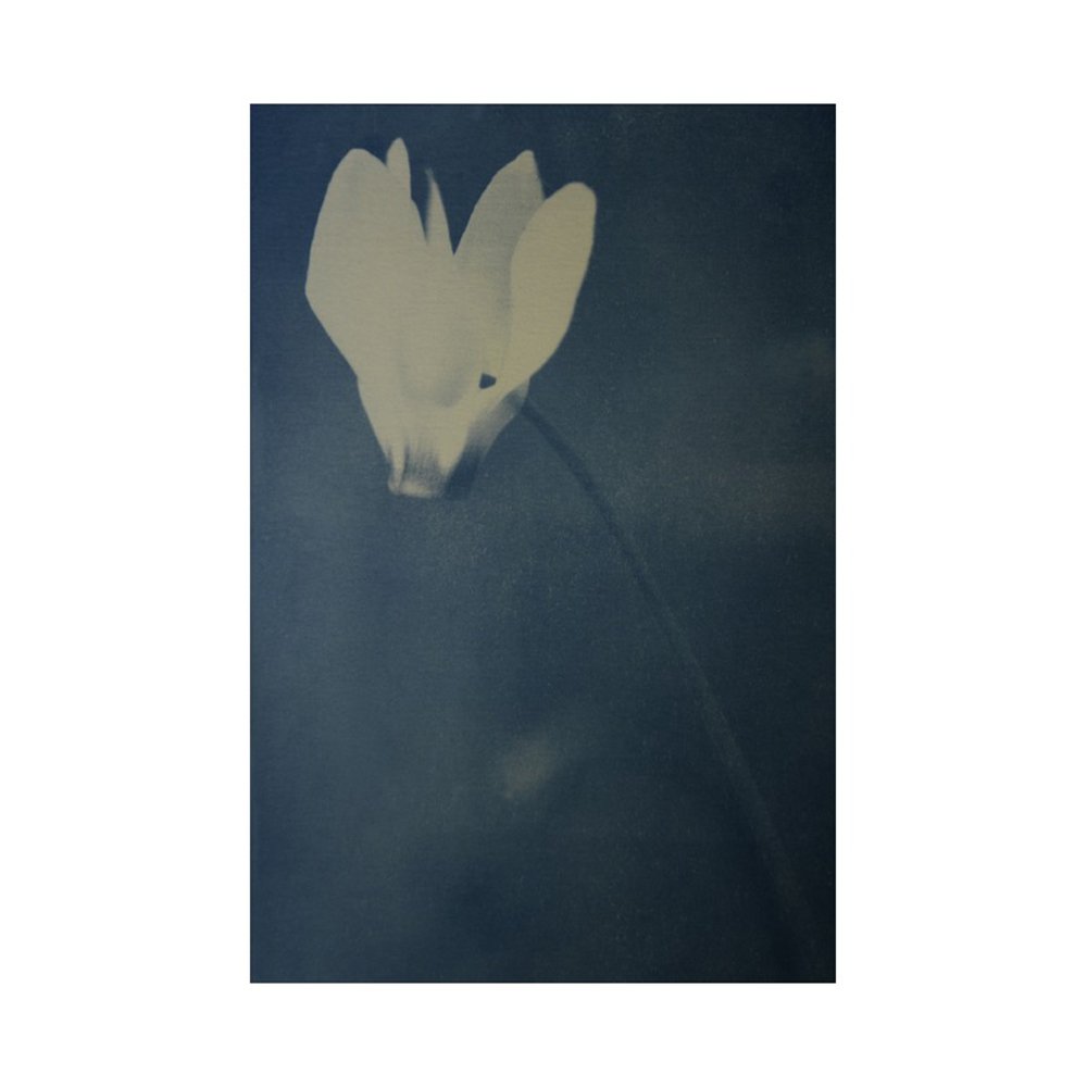 cyanotype flower  BY YANIV ALON