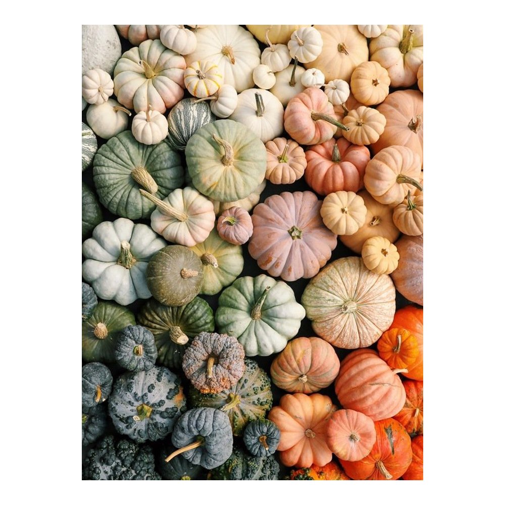 Heirloom Pumpkins BY CHRISTINE CHITNIS