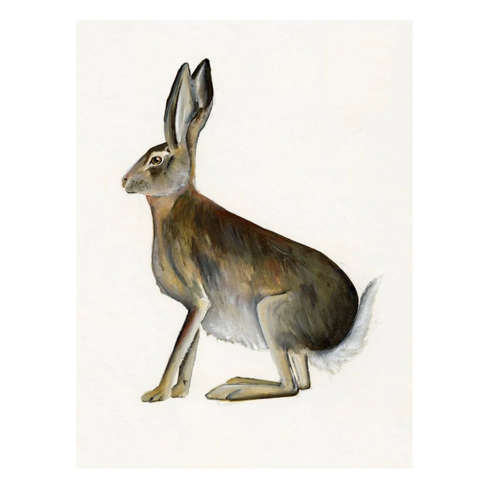 Hare by EIMEAR MAGUIRE
