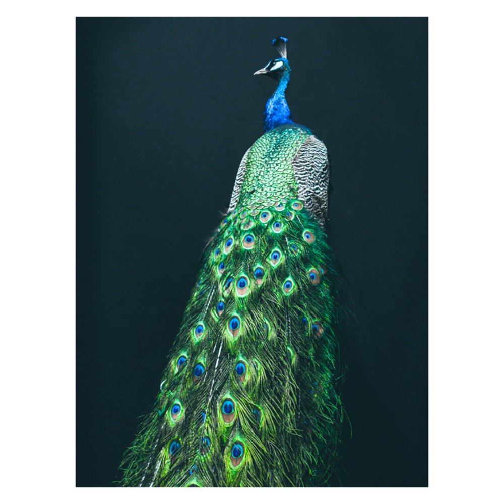 Peacock by MAGDA IZZARD