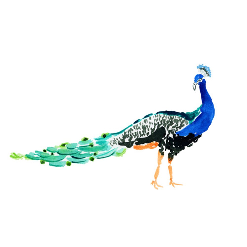 Peacock by JILL DELAVAN