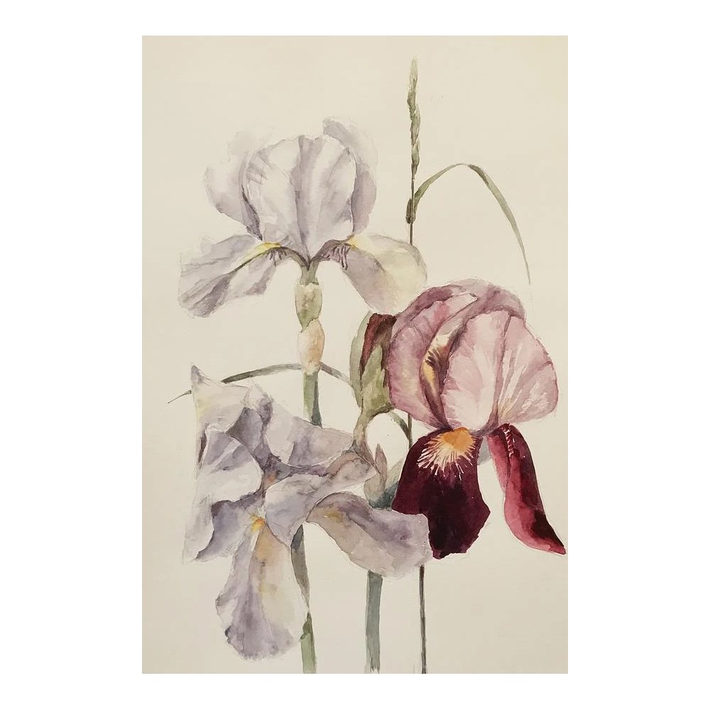 Irises Painting Watercolour Flower Watercolor Floral Painting by SVITLANA ASAFAILO
