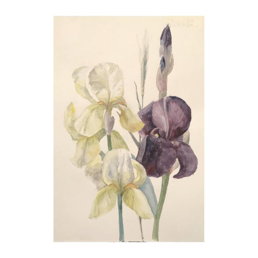 Irisies Watercolor Art Flowers Watercolour Irises Wall Art by SVITLANA ASAFAILO