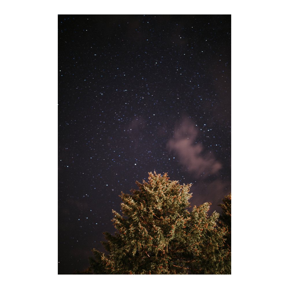 Tree top with stars - Schwarzwald, Germany by TRIX LEEFLANG