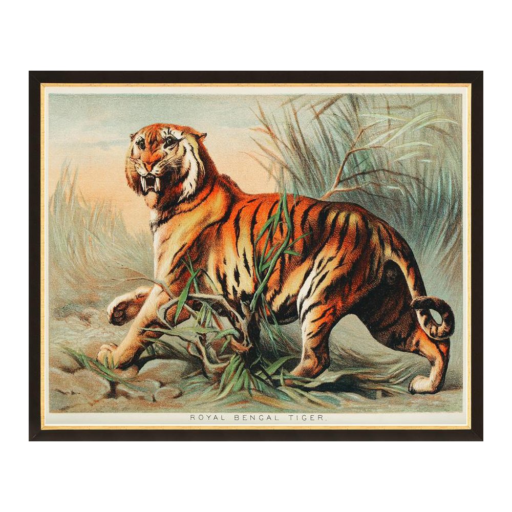 Royal Bengal Tiger Antique Print, from $39