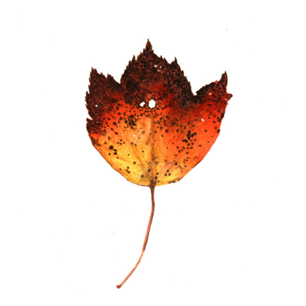 Autumn Leaf Study IV by COURTNEY HOPKINS