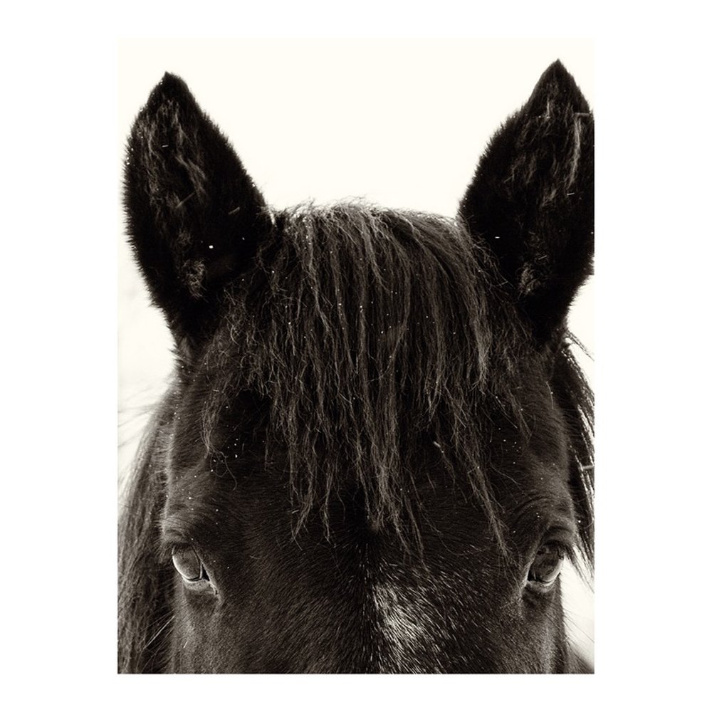 Horse Ears by NICK JAICOMO