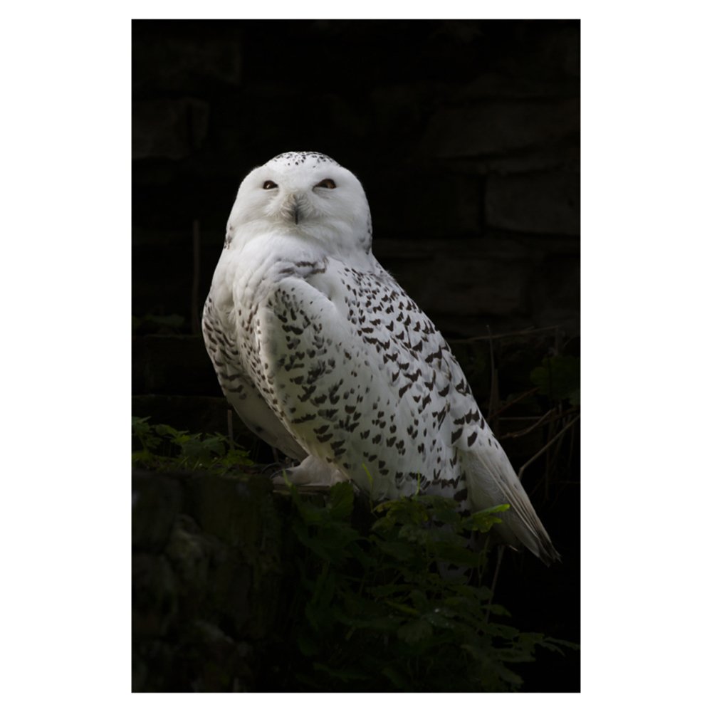 Snow Owl by SUZANNE DE JONG