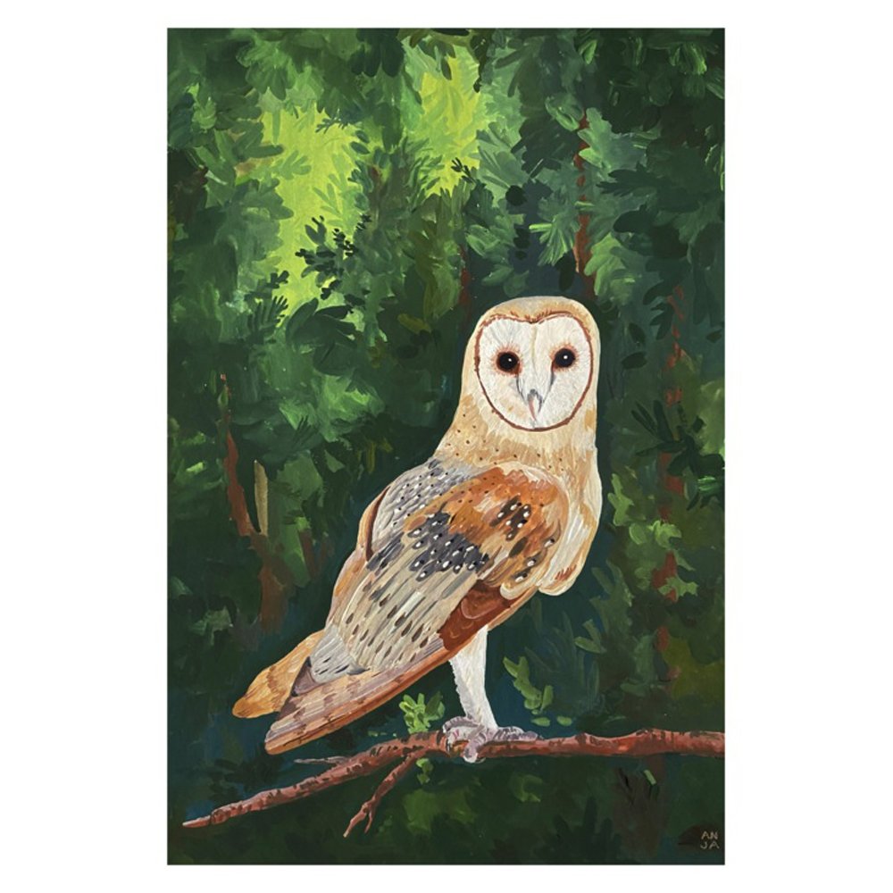 Barn Owl by ANJA RIEBENSAHM