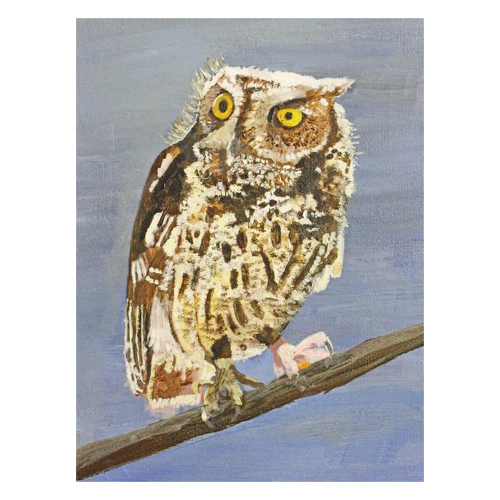 Screech Owl by ANGELA ZYBELL