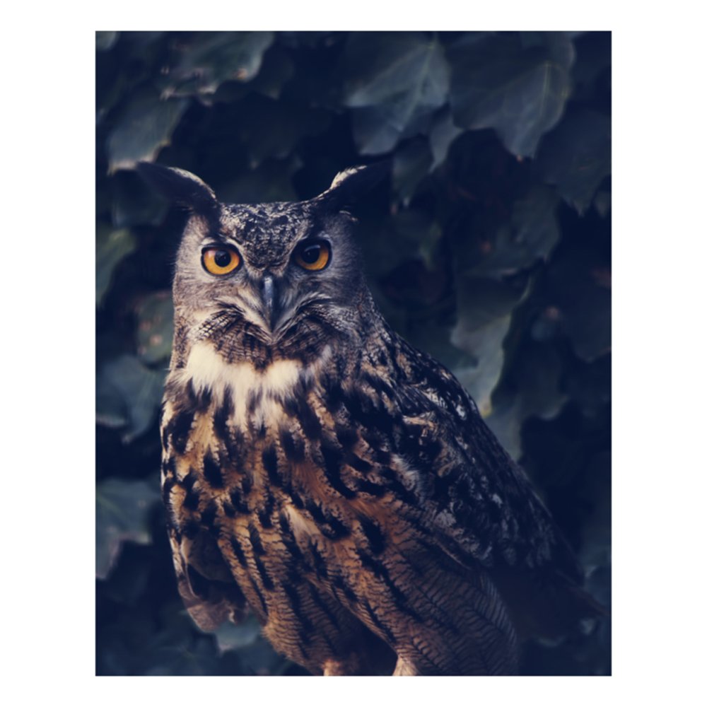 The Owl by INGRID BEDDOES