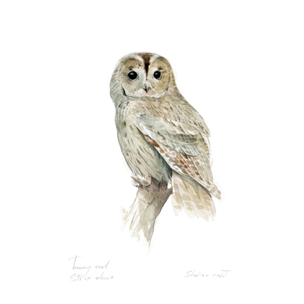 Tawny owl by SHAHAR NAVOT