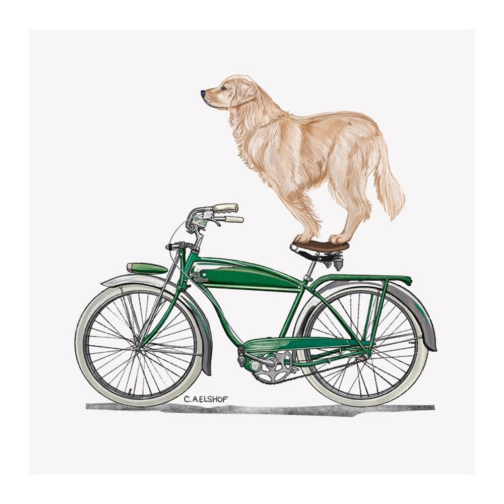 Golden Retriever On Bicycle by CAROLYNN ELSHOF