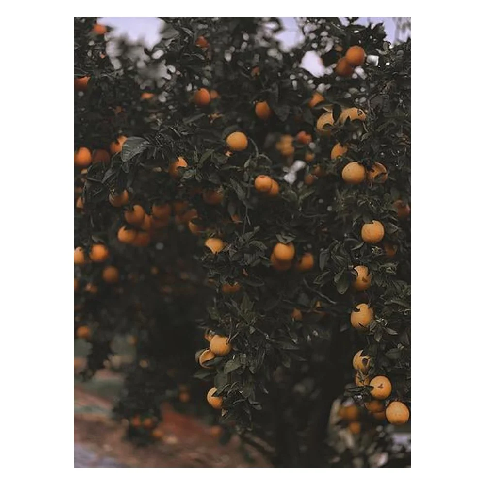 JAFFA ORANGES By Tamar Green