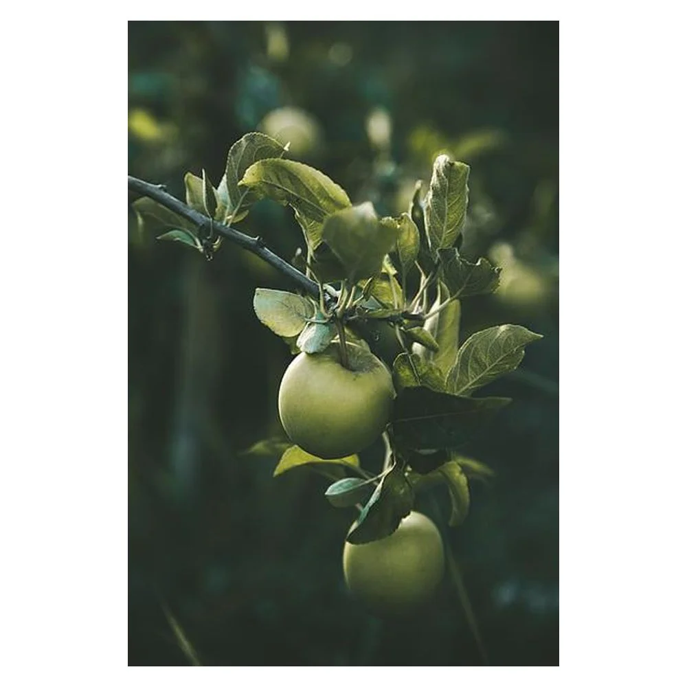 Eden Apples By Jacqueline Stofsick