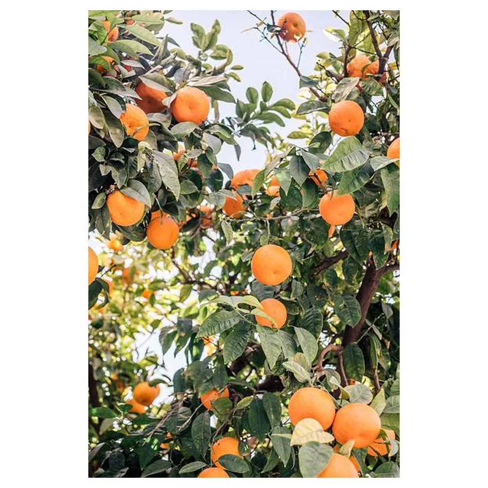 Oranges in Sevilla By Patrycja Polechonska