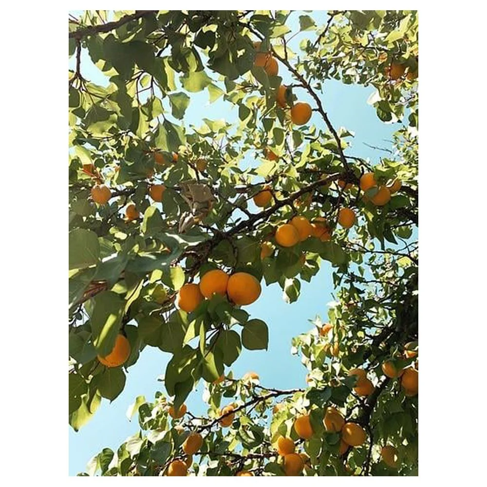 Peachy By Alison Holcomb