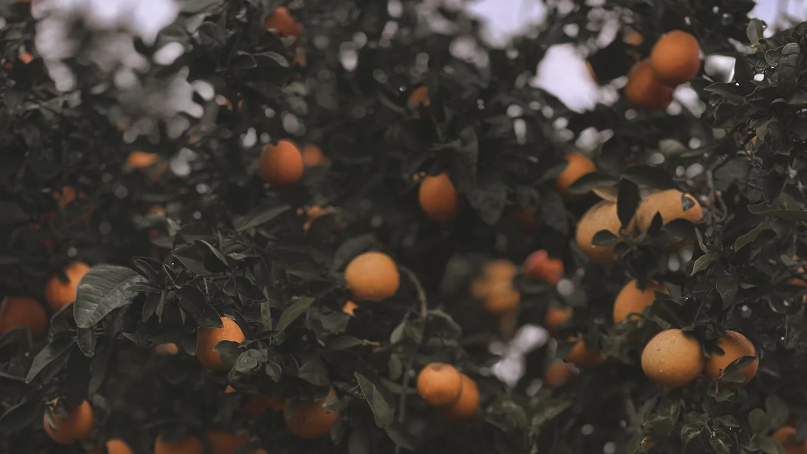 Ripe for the Picking