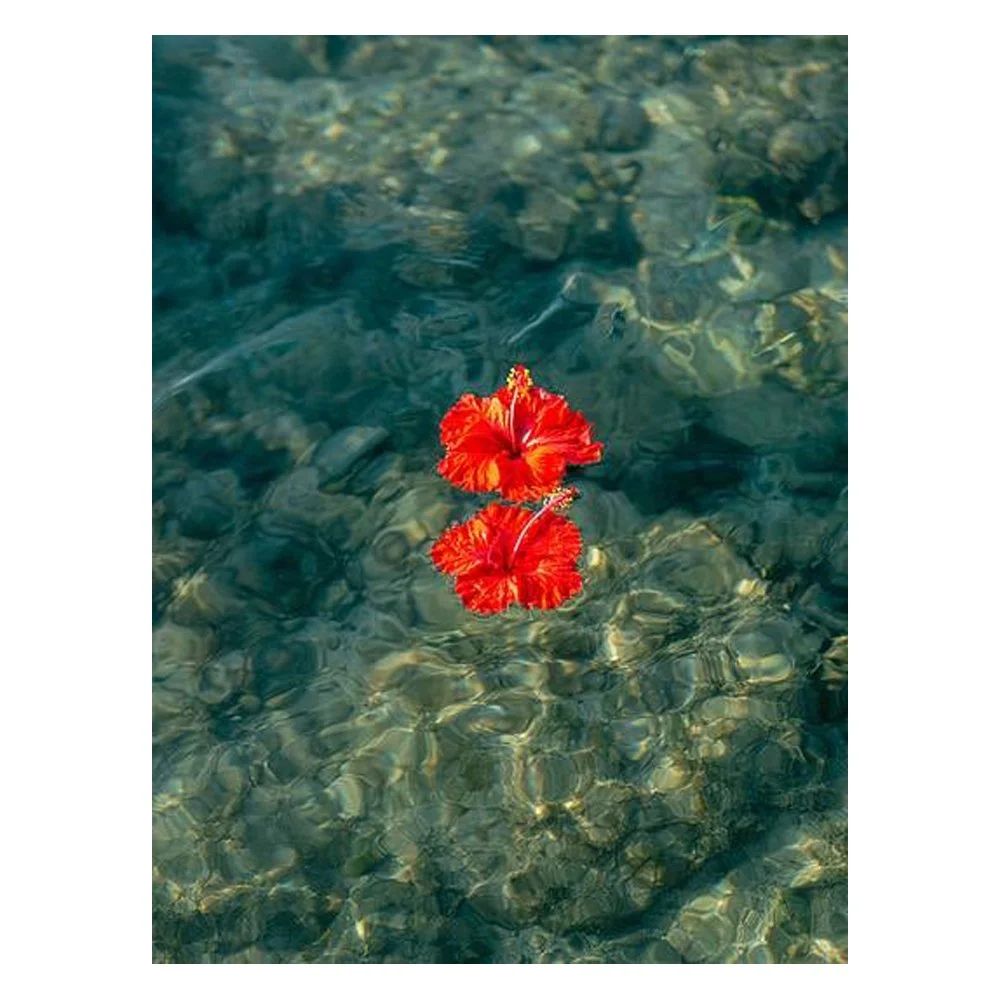 Floating Hibiscus By Raisa Zwart