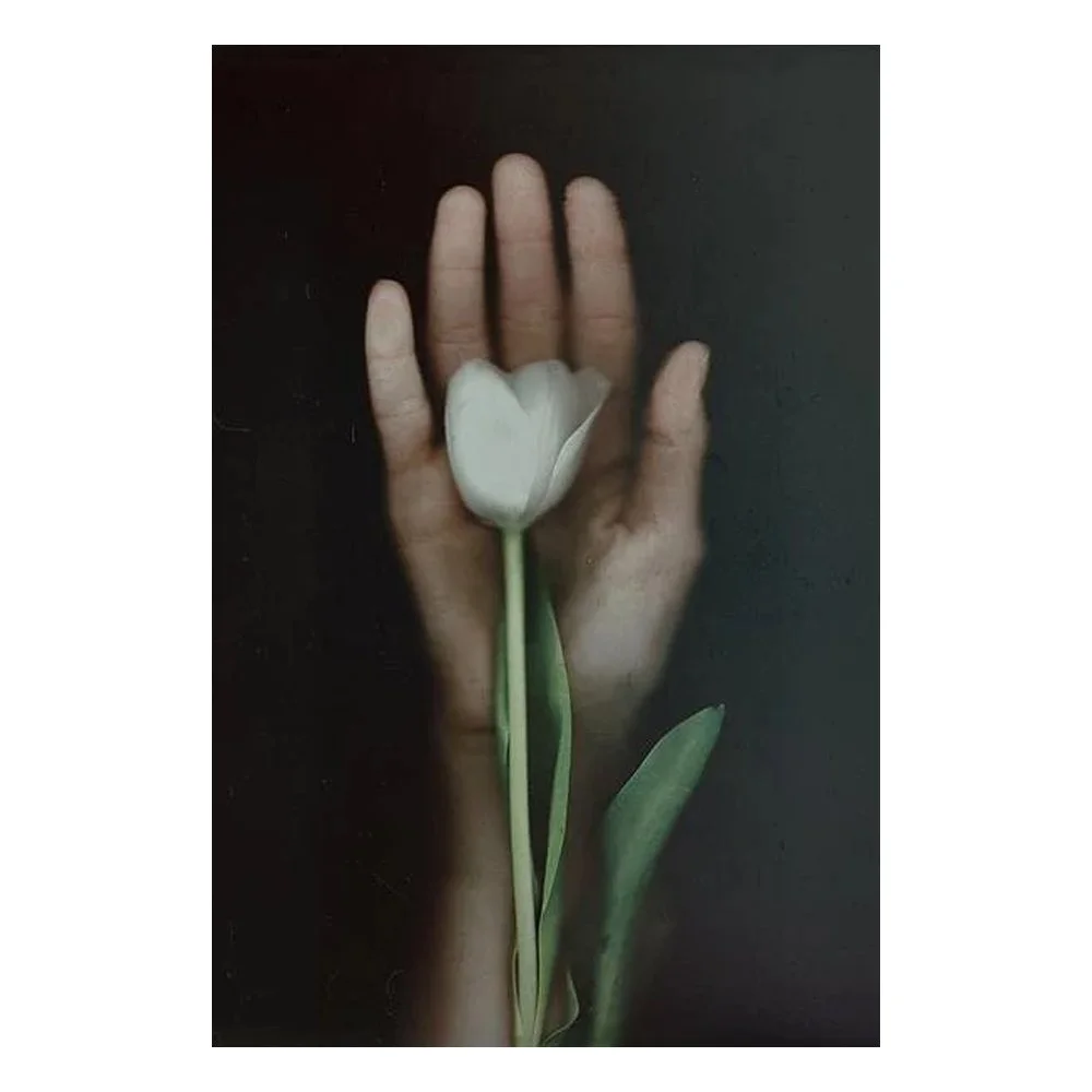 White Tulip By Elle Moss